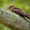 Lelek indomalajsky - Caprimulgus macrurus - Large-tailed Nightjar o0474
